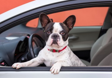 Nevada Liability Minimum